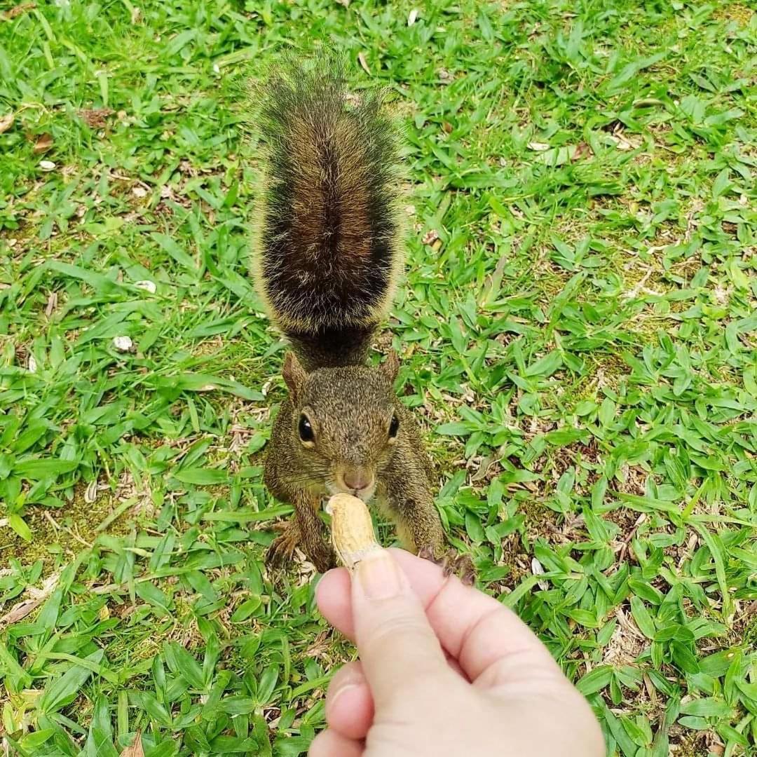 Pousada Paraiso Das Araucarias Hotell Monte Verde  Eksteriør bilde